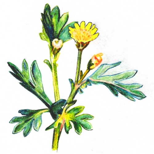 chrysantellum