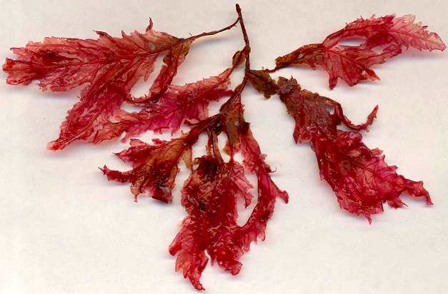 algue rouge